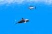Thumbnail of Dolphin Swimming